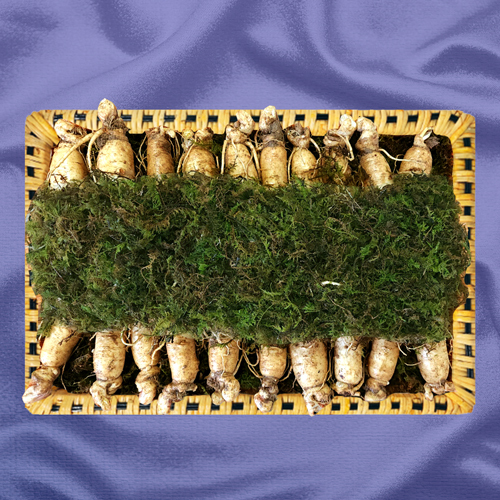 [금산인삼]6년근수삼 2호 600g(17~20뿌리)