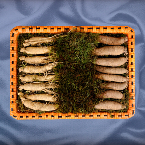 더덕수삼세트 6호 1kg(16~20뿌리)