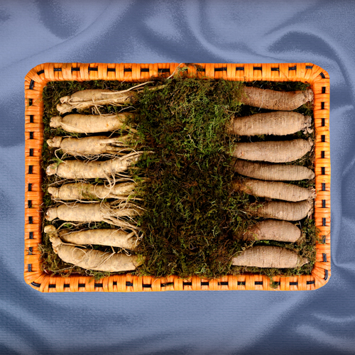 더덕수삼세트 5호 1kg(20-24뿌리)