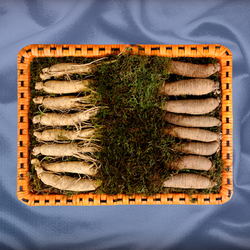 더덕수삼세트 3호 600g(10~13뿌리)